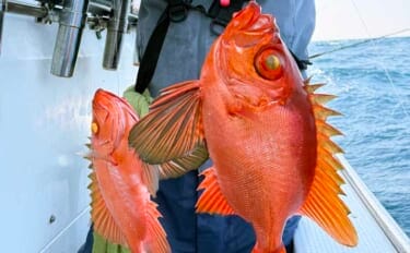 赤い美味魚『チカメキントキ』が良型主体に連発!【船釣り釣果速報・福岡】
