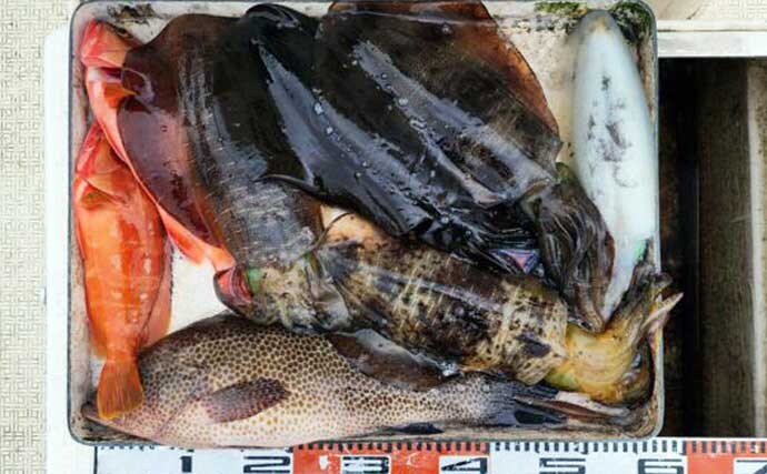 【沖のルアー釣果速報】伊勢志摩沖のティップランで良型アオリイカ連発！1kgアップも浮上（三重）