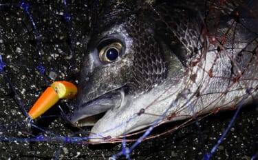 チニングにおけるルアー選択の基本 【季節・食性・活性ごとに考えよう】