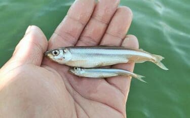 芦ノ湖のボートワカサギ釣りで667尾達成！【神奈川】最大11.5cm＆時速100尾の爆釣劇