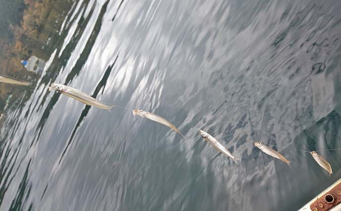 芦ノ湖のボートワカサギ釣りで667尾達成！【神奈川】最大11.5cm＆時速100尾の爆釣劇