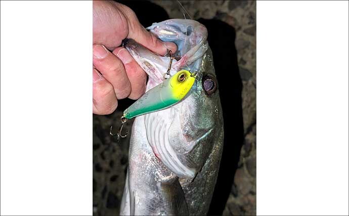 衣浦港シーバスゲームで50cm級キャッチ！ 【愛知】ルアーローテと立ち位置調整が決め手に