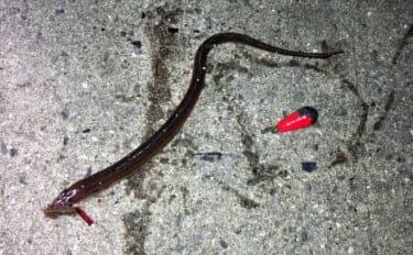 「真冬はアナゴのブッコミ釣りがオススメ!」なワケ 釣り場の選び方も解説