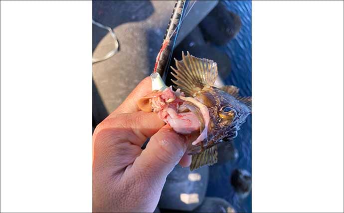「食い渋りのカサゴはカサゴで釣るべし」 内臓エサの有効性を実釣検証してみた