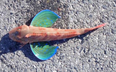 「間違えがち!」 見た目はめちゃくちゃ似てるのに実は【縁遠い】魚たち