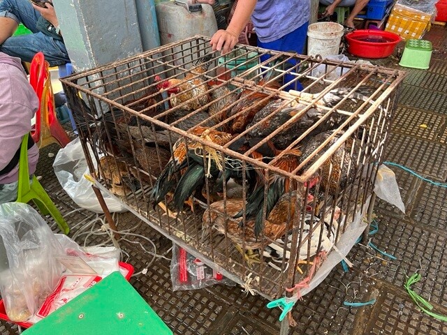 小さなケージにぎっちりと敷き詰められたニワトリ。もしこの中の1匹でも、H5N1鳥インフルエンザウイルスに感染していたら、と思うと......。