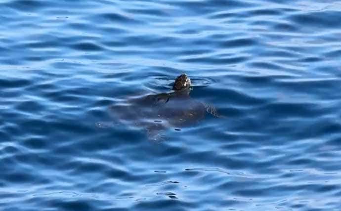 船中泊付きの離島釣り大会に参加【伊豆大島】まさかの優勝＆特別賞を同時受賞！