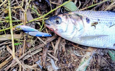 シーバスゲームでコノシロが入れ食い【千葉】63cmシーバスはゲスト扱い?