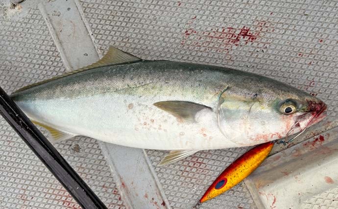 「ジグローテーションが決め手！」伊勢湾ジギングでワラサ連打【愛知】指5本タチウオも登場