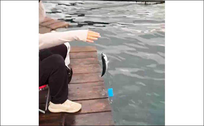 八角形の養殖筏で五目釣り【三重・南伊勢】サビキは入れ食い＆釣れすぎ注意報