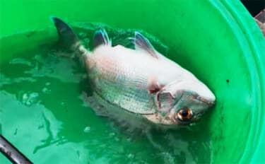 八角形の養殖筏で五目釣り【三重・南伊勢】サビキは入れ食い&釣れすぎ注意報