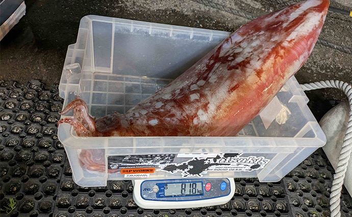 敦賀湾のタルイカ釣りで怪物級登場！　8kg超の巨体をキャッチ【福井】