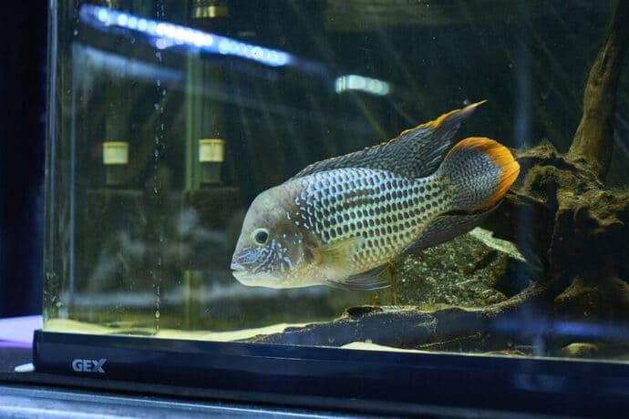 釣りを仕事にするチャンス？　日本さかな専門学校が＜さかなの講師＞募集説明会を開催