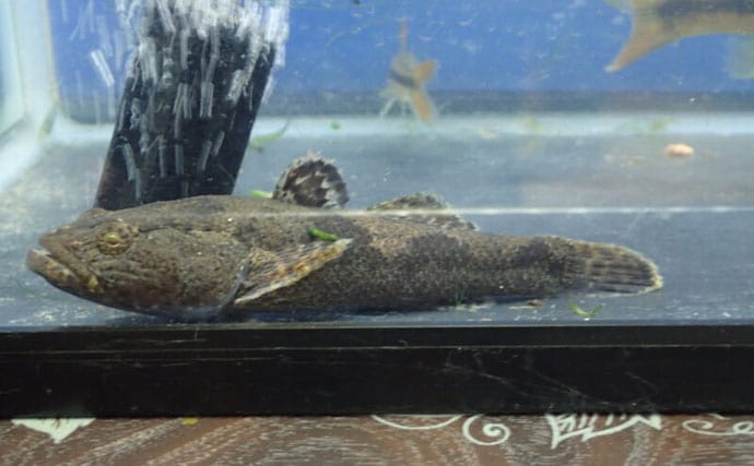 淡水魚＜ドンコ＞とカジカ類・ハゼ類の見分け方　ガサガサをより楽しむための知識