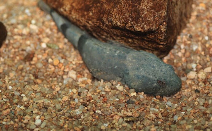 淡水魚＜ドンコ＞とカジカ類・ハゼ類の見分け方　ガサガサをより楽しむための知識