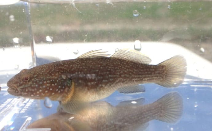 淡水魚＜ドンコ＞とカジカ類・ハゼ類の見分け方　ガサガサをより楽しむための知識