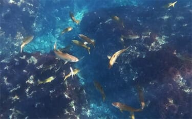 「これぞ最強タッグ!?」潜水&釣りで魚を狙い撃ちしてみた ムツ連打に成功