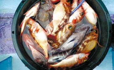 春のオキメバル釣りシーズン開幕　【タックル・仕掛け・多点掛けの狙い方を解説】