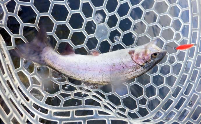 冬のエリアトラウト攻略　スプーニングの「巻き」で釣果を伸ばすコツ