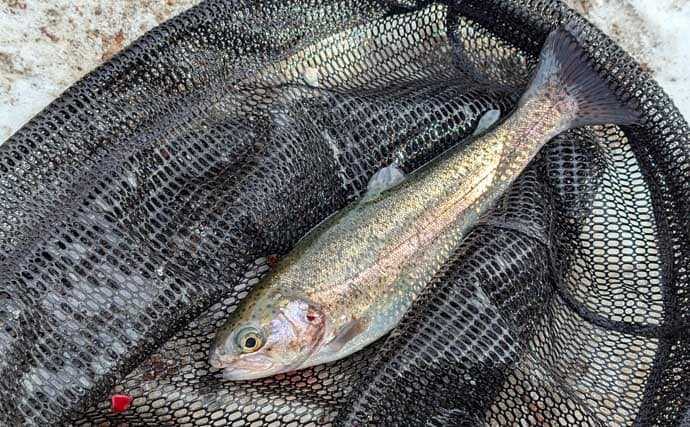 冬のエリアトラウト攻略　スプーニングの「巻き」で釣果を伸ばすコツ