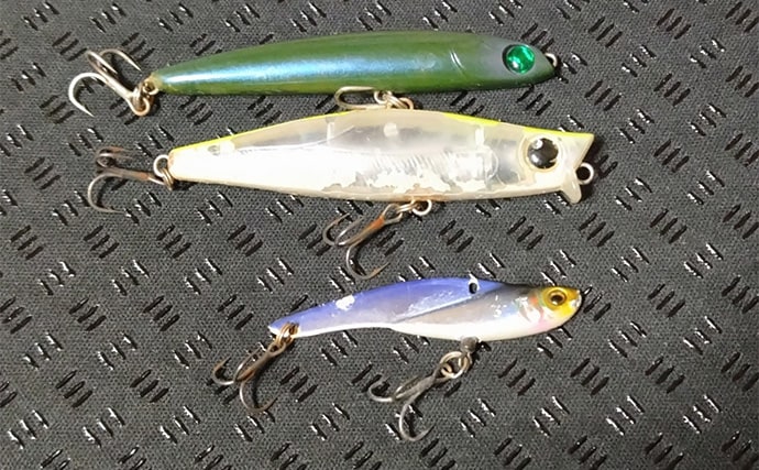 秋の小河川でシーバスの数釣りを満喫【千葉】超激浅ポイントにもシーバスはいる!