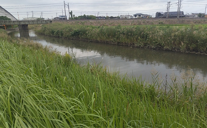 秋の小河川でシーバスの数釣りを満喫【千葉】超激浅ポイントにもシーバスはいる!