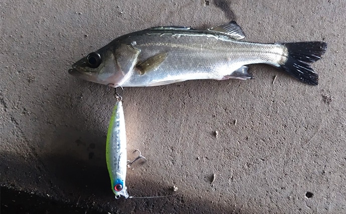 秋の小河川でシーバスの数釣りを満喫【千葉】超激浅ポイントにもシーバスはいる!