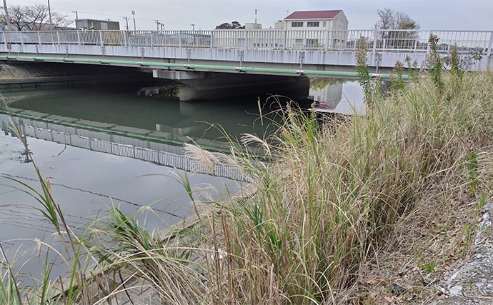 秋の小河川でシーバスの数釣りを満喫【千葉】超激浅ポイントにもシーバスはいる!