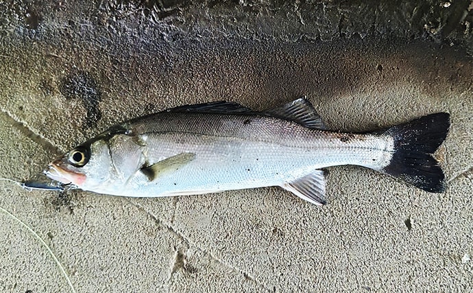 秋の小河川でシーバスの数釣りを満喫【千葉】超激浅ポイントにもシーバスはいる!