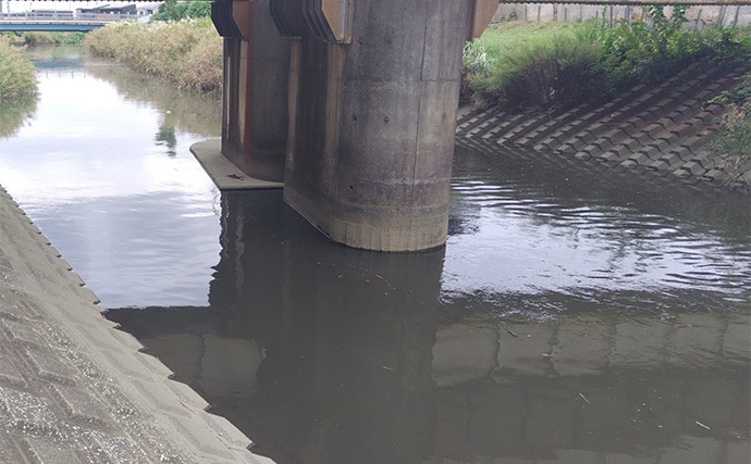 秋の小河川でシーバスの数釣りを満喫【千葉】超激浅ポイントにもシーバスはいる!