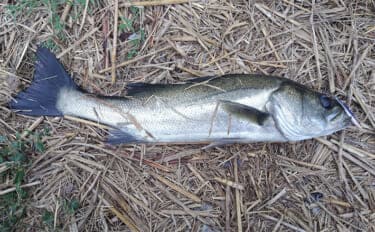 秋の小河川でシーバスの数釣りを満喫【千葉】超激浅ポイントにもシーバスはいる!