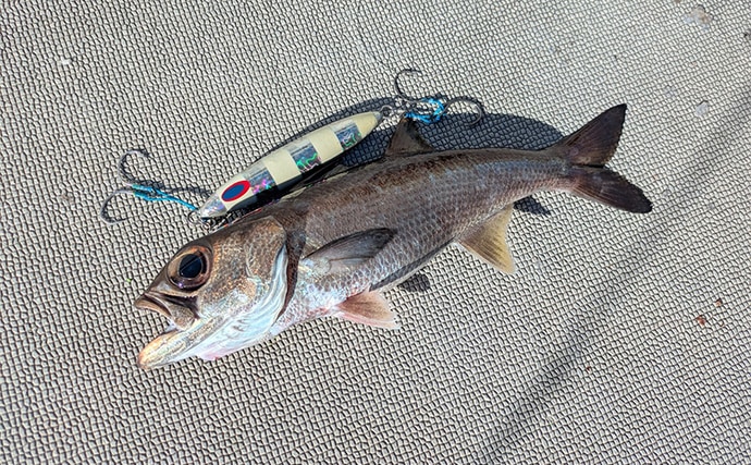 志摩沖の中深海ジギングで良型クロムツが連発！【へいみつ丸】ステイパターンが的中