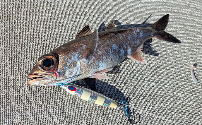 志摩沖の中深海ジギングで良型クロムツが連発！【へいみつ丸】ステイパターンが的中