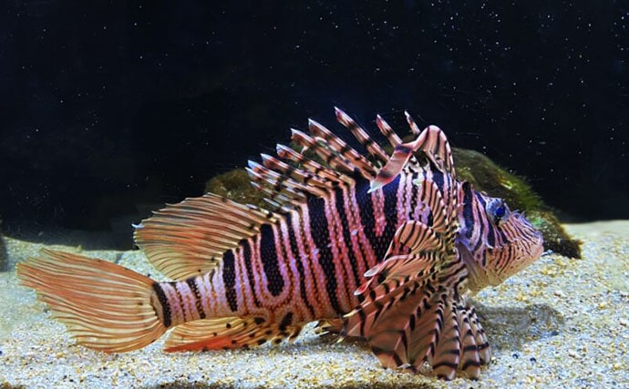 水中で魚を撮影するなら昼よりも夜がオススメな理由 魚に近づきやすいくなるから?