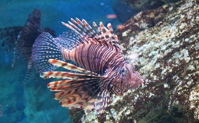 水中で魚を撮影するなら昼よりも夜がオススメな理由 魚に近づきやすいくなるから?