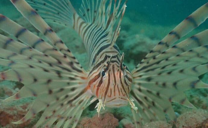 水中で魚を撮影するなら昼よりも夜がオススメな理由 魚に近づきやすいくなるから?
