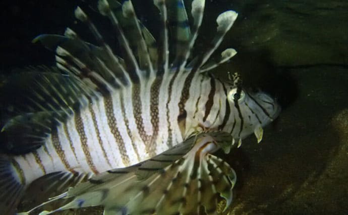 水中で魚を撮影するなら昼よりも夜がオススメな理由 魚に近づきやすいくなるから?