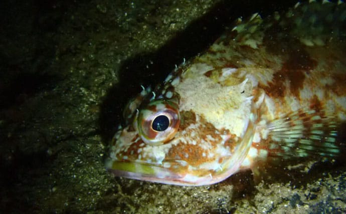 水中で魚を撮影するなら昼よりも夜がオススメな理由 魚に近づきやすいくなるから?