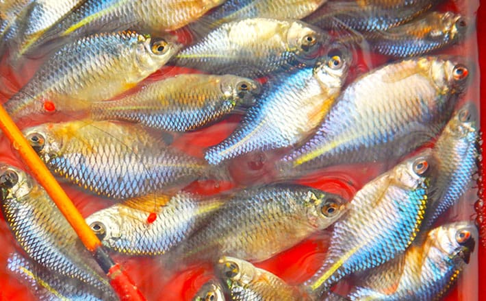 「タナゴ500尾超え！」道満河岸ヘラ鮒釣場での淡水小物釣りで数釣り満喫