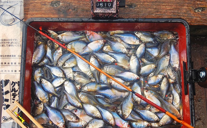 「タナゴ500尾超え！」道満河岸ヘラ鮒釣場での淡水小物釣りで数釣り満喫