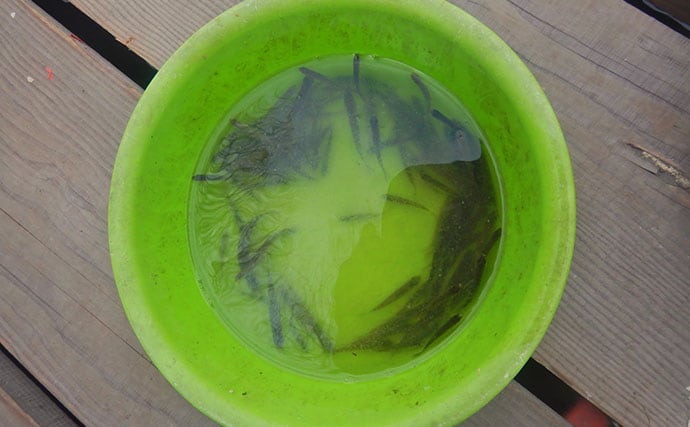 「タナゴ500尾超え！」道満河岸ヘラ鮒釣場での淡水小物釣りで数釣り満喫