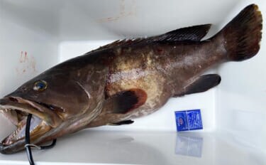 夜釣りで5.3kgアラ（クエ）をキャッチ！【山口】水深2〜3mの浅場ポイントでヒット