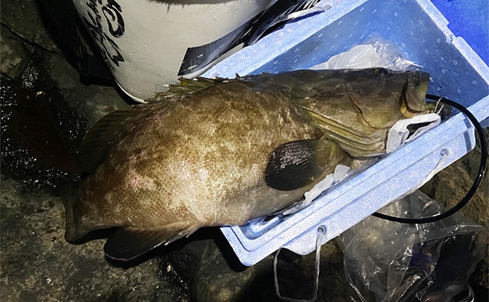 夜釣りで5.3kgアラ(クエ)をキャッチ!【山口】水深2〜3mの浅場ポイントでヒット