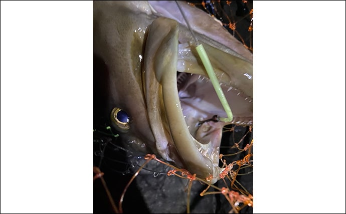 夜釣りで5.3kgアラ(クエ)をキャッチ!【山口】水深2〜3mの浅場ポイントでヒット