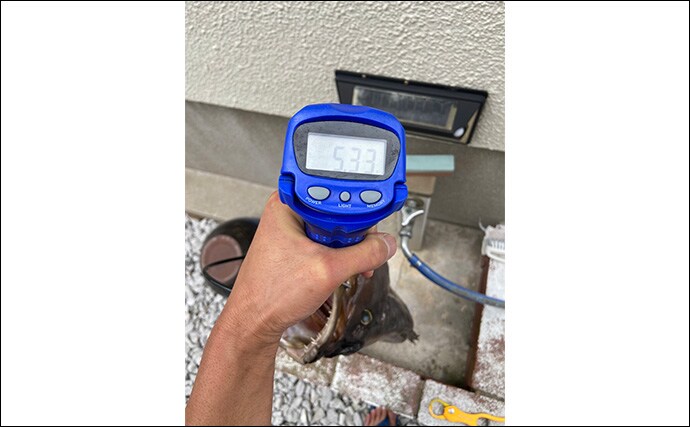 夜釣りで5.3kgアラ(クエ)をキャッチ!【山口】水深2〜3mの浅場ポイントでヒット