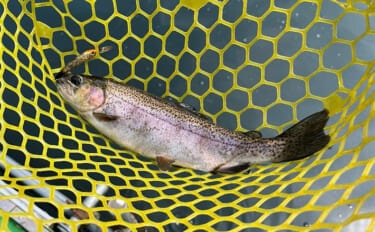 「ニジマス親子丼を堪能!」エリアトラウト釣行でニジマス42匹手中【滋賀・醒井養鱒場】