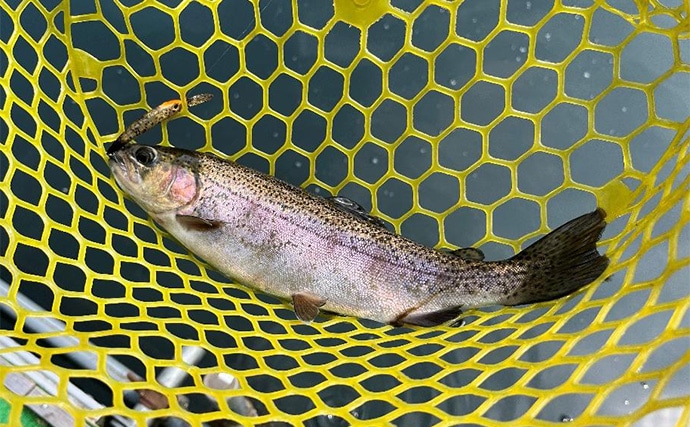 「ニジマス親子丼を堪能!」エリアトラウト釣行でニジマス42匹手中【滋賀・醒井養鱒場】