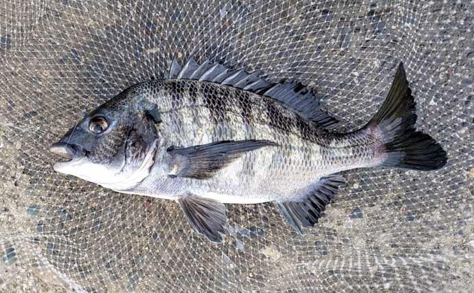 急潮でも成立するウキダンゴ釣り　激流を攻略する「ツバメ返し」の理論と手順【静岡・浜名湖】