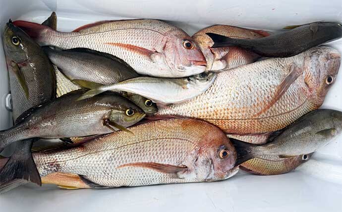 【沖釣り釣果速報】ズラ〜ッとマダイが勢揃い!マダイ便で良型含む数釣りに成功(大分・熊本)