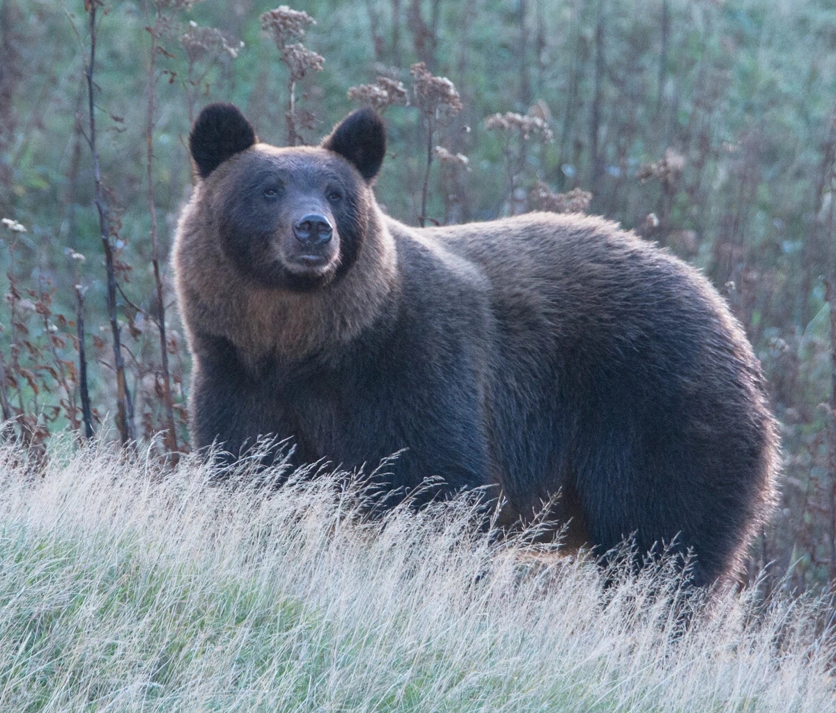 北海道のヒグマはオスであれば通常、体長2m、体重は200kgを超える。今年は猛暑で主食の木の実の不作が相次いでいる（撮影／稗田一俊）